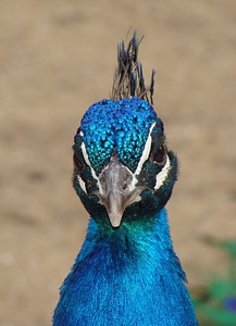Blue beak bird photo
