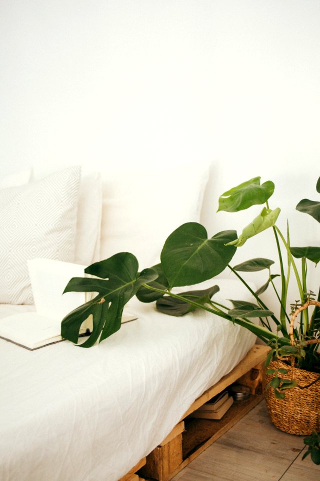 Green Leaf Plant In Brown Pot Inside Room
