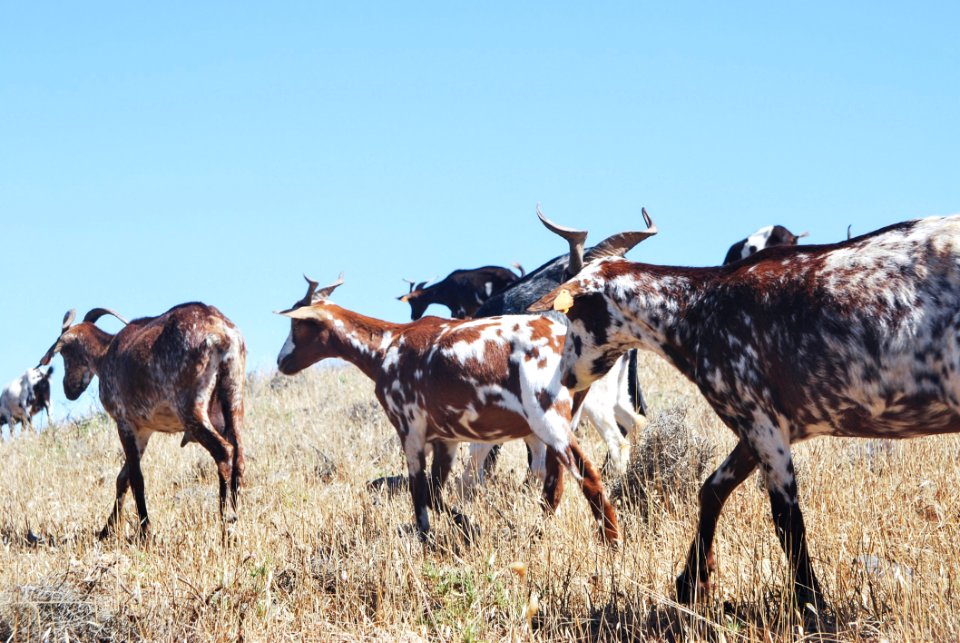 Herd Of Goat On Grass Field