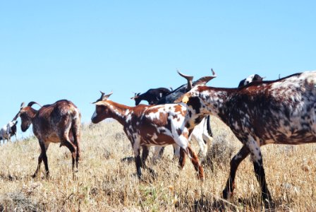 Herd Of Goat On Grass Field