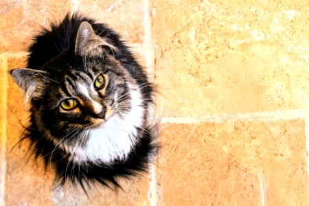 Black And White Maine Coon Cat