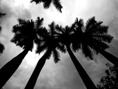 Low Angle Photography Of Palm Trees photo
