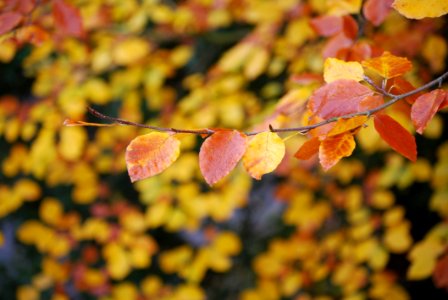 Brown And Yellow Leaves On Focus Photo photo