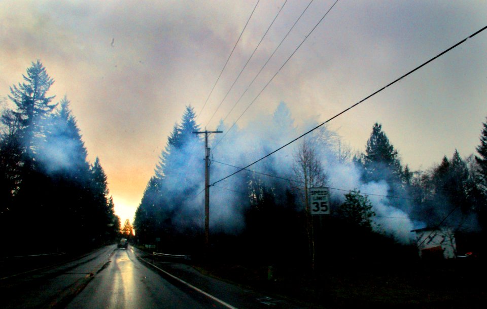 Roads Surrounded With Trees