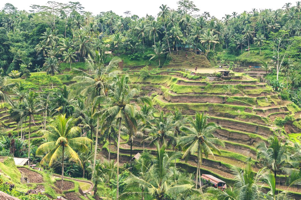 Landscape Photography Of Rice Field