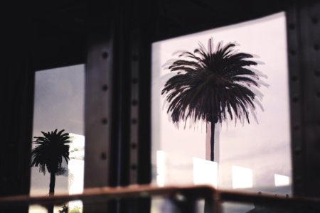 Silhouette Photo Of Two Palm Trees photo