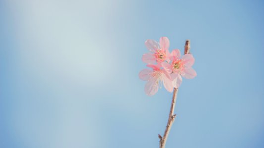 Landscape Photography Of Pink Petaled Flowers