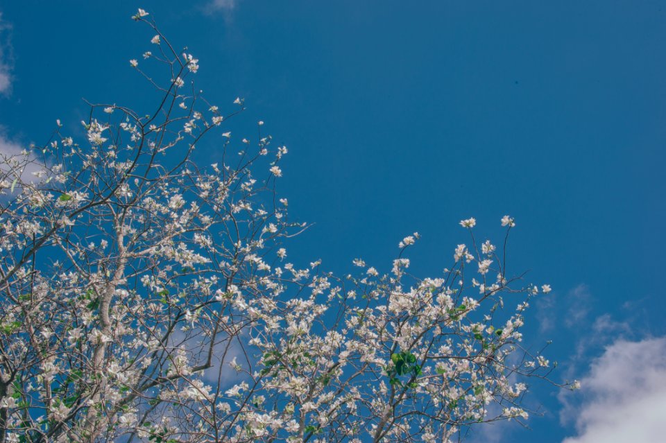 White Flowering Tree Low-angle Photo At Daytime
