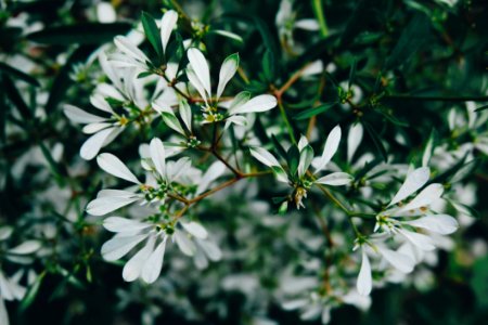 Selective Focus Photo Of White Petaled Flowers photo