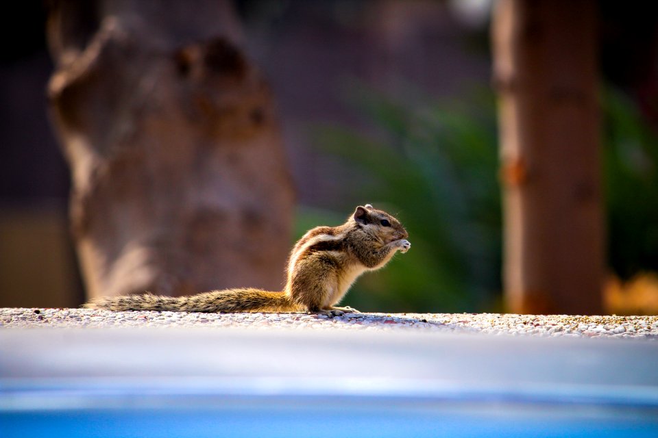Shallow Focus Photography Of Brown Squirrel