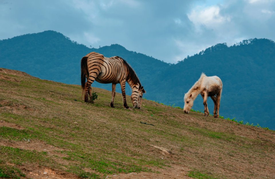 Two Horses Eating Grass On Green Hill