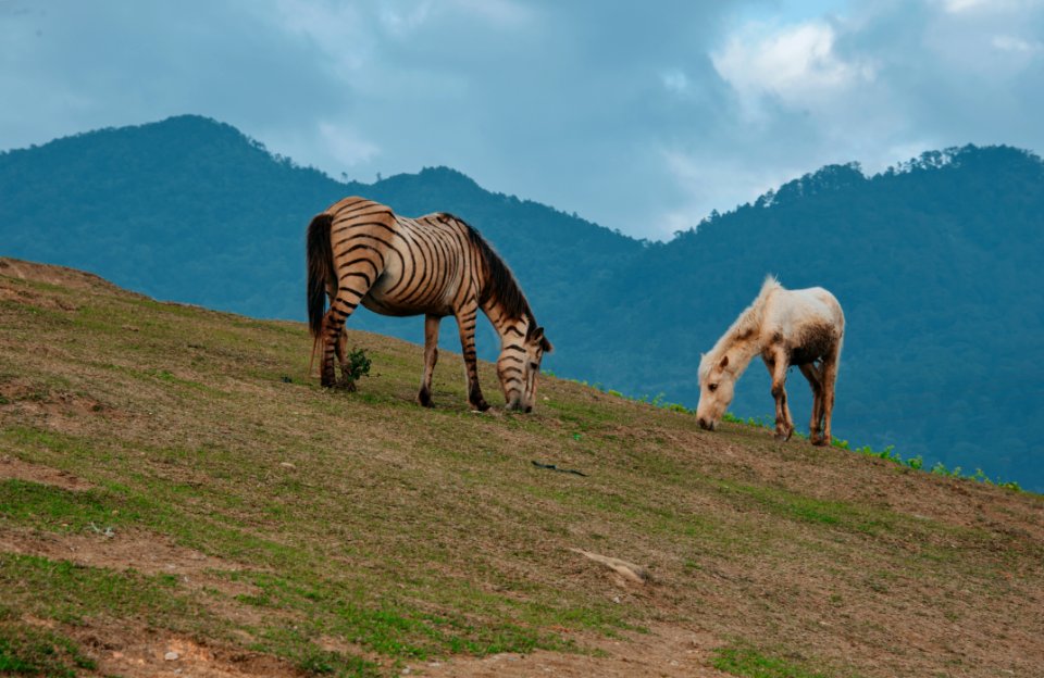 Two Horses Eating Grass On Green Hill photo