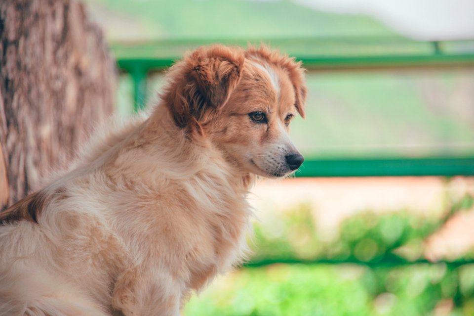 Close-Up Photography Of Dog