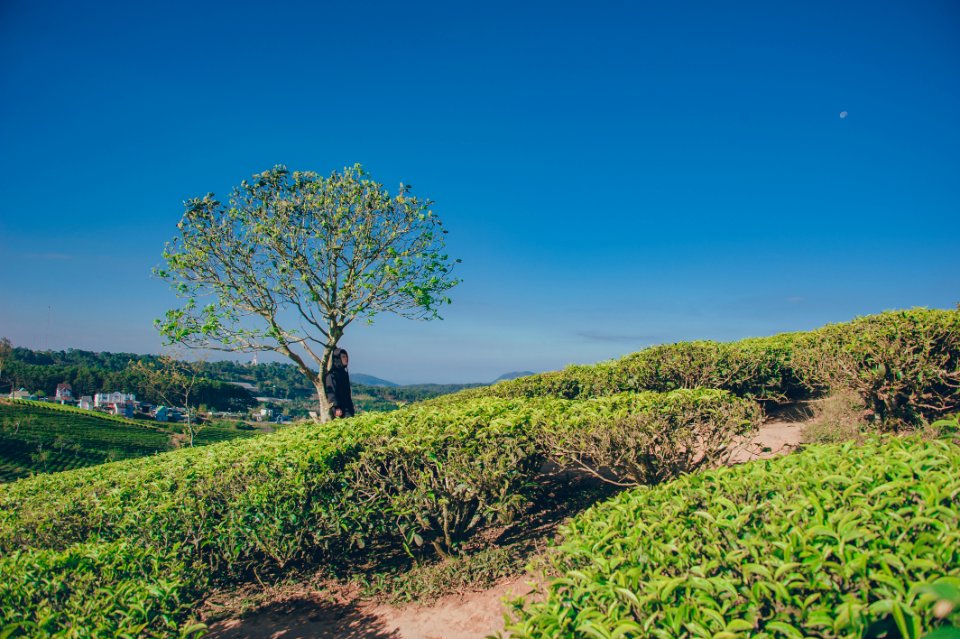 Landscape Photography Of Green Tree