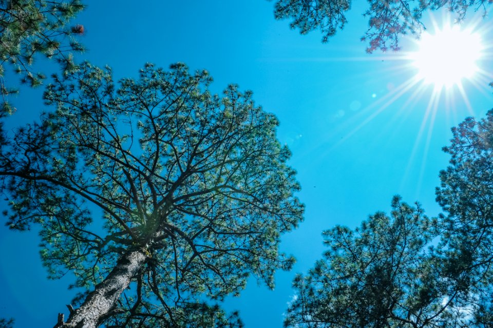 Trees Under The Sun