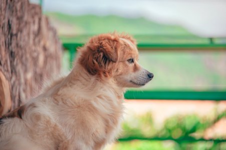 Long-coated Dog photo