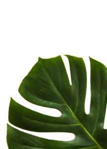 Close-up Photo Of Swiss Cheese Leaf
