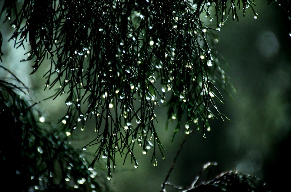 Close-Up Photography Of Wet Leaves