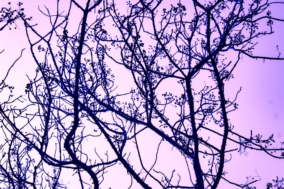 Photography Of Tree Branches