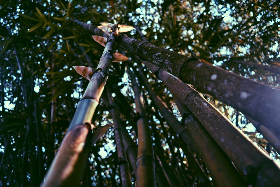 Worms Eye View Of Bamboos