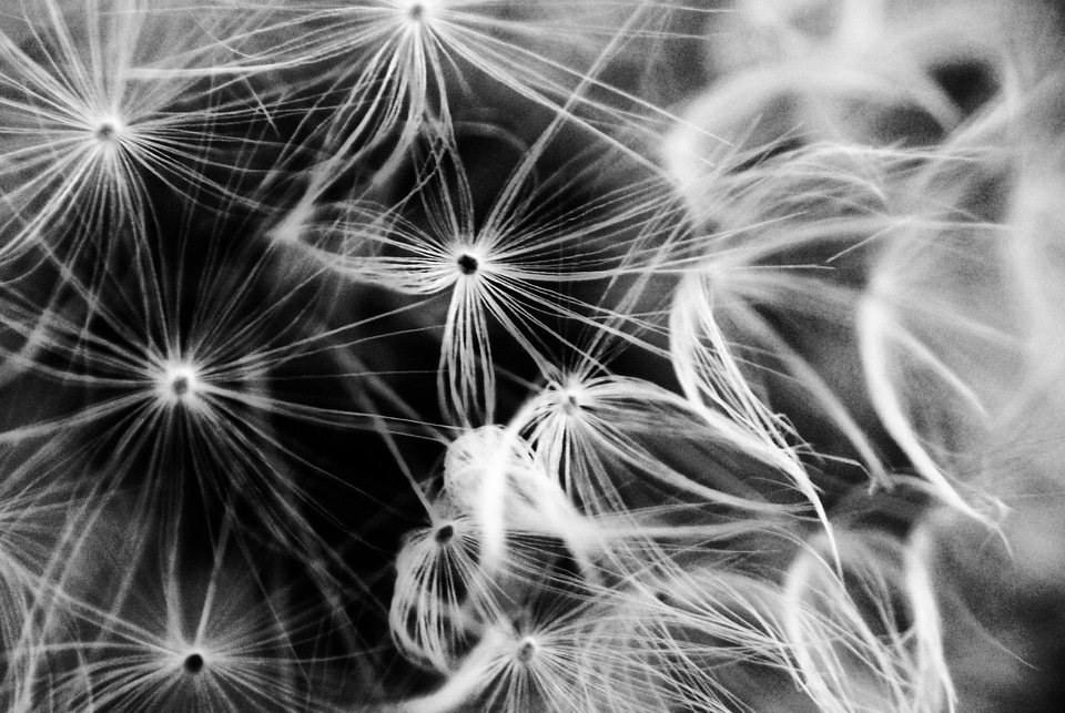Light macro black and white
