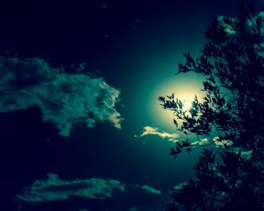 Silhouette Of Tree
