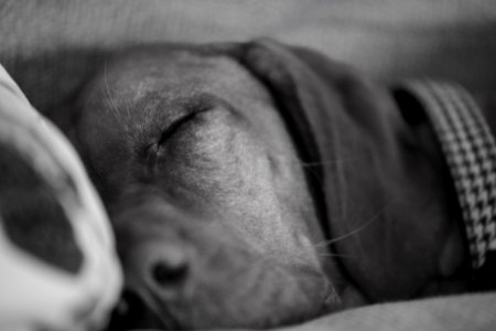 Grayscale Photo Of Dog Sleeping photo