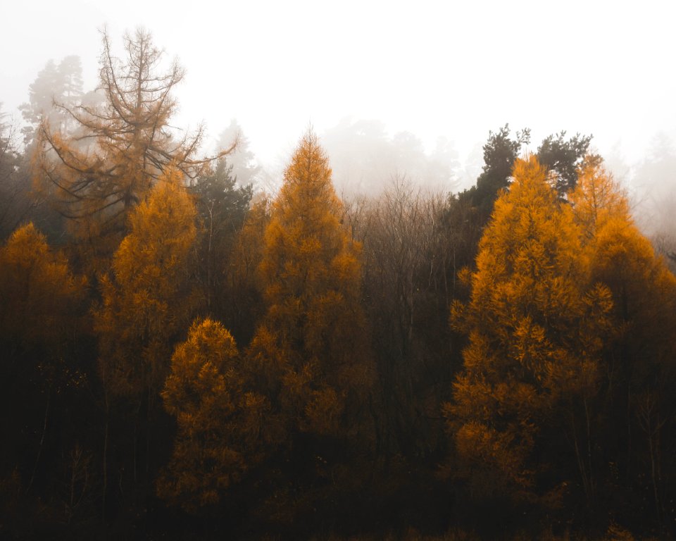 Green Trees With Fogs