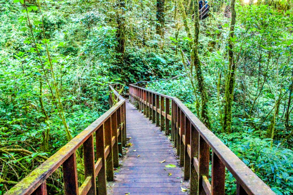 Photograph Of Brown Wooden Bridge