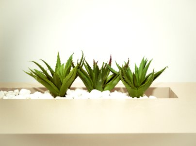Three Green Aloe Vera Plants photo