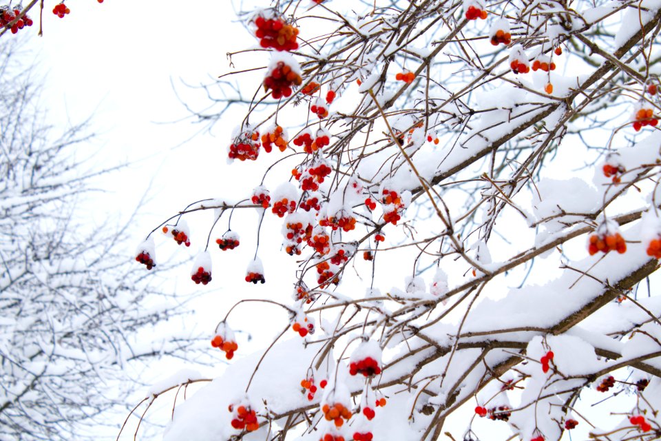 Low Angle Shot Of Leafless Tree With Orange Flowers photo