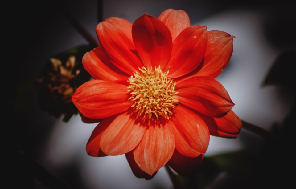 High Angle Photography Of Red Daisy Flower