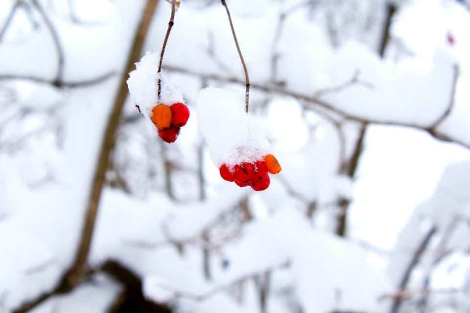 Bokeh Shot Of Red Fruit With Snow