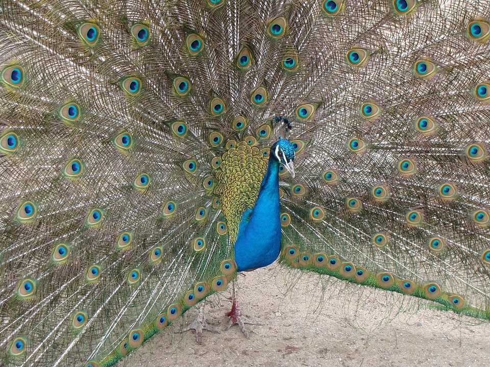 Peafowl fantail tail