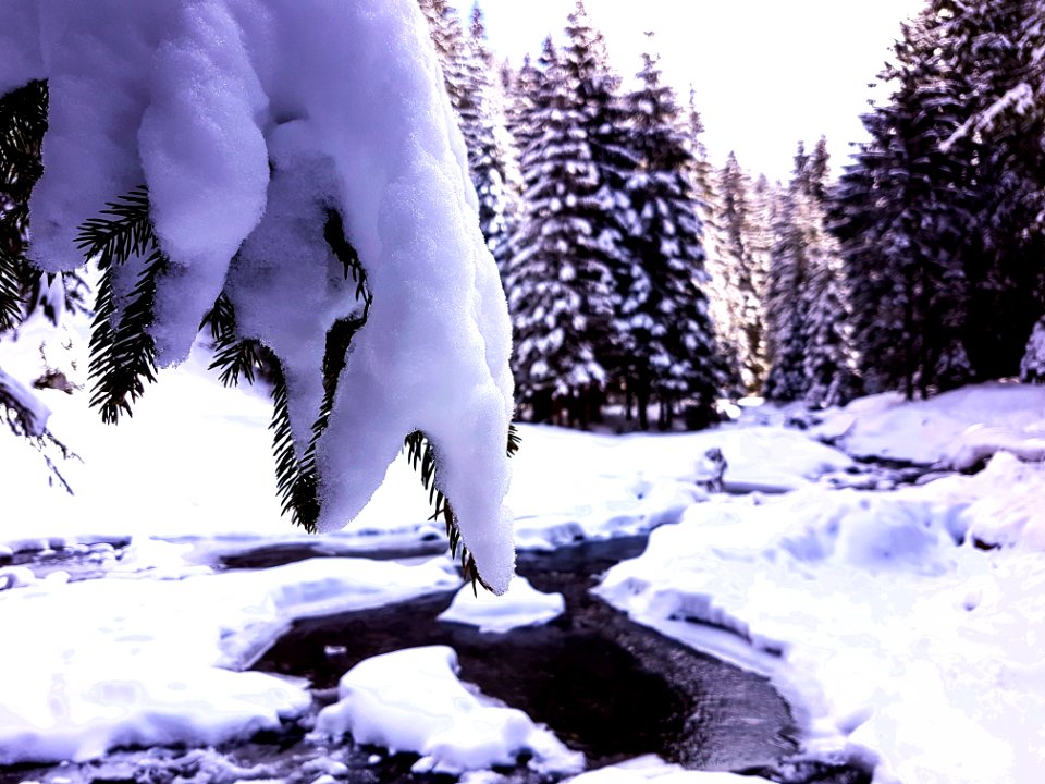 Snow Covering Trees