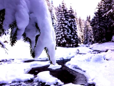 Snow Covering Trees photo