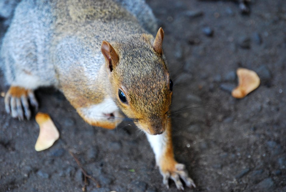 Brown And Black Squirrel