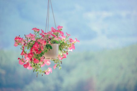 Pink Petaled Flower Plant Inside White Hanging Pot photo