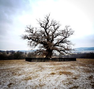 Bare Tree With Black Metal Fence