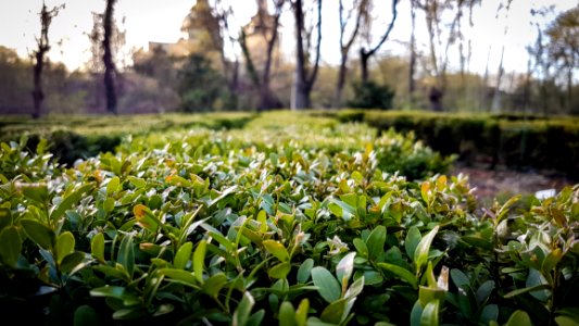 Photo Of Green Plants Near Leafless Tree