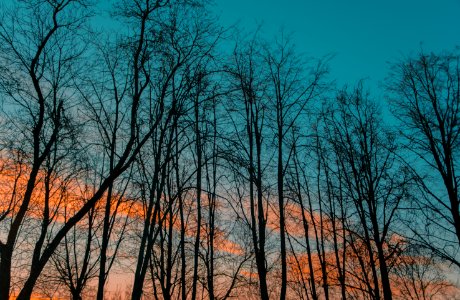 Photography Of Leafless Trees During Golden Hour photo