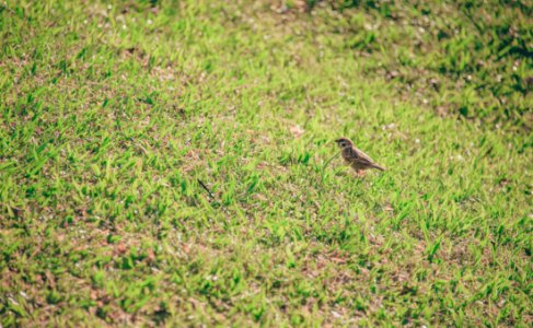 Brown Bird On Grass Lawn photo