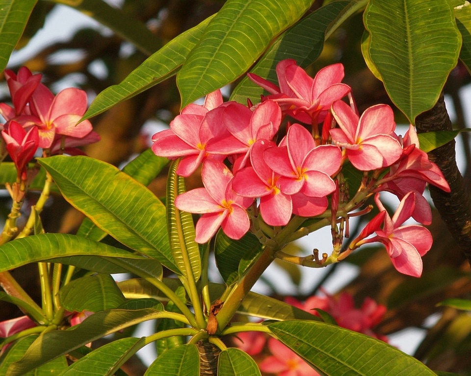 Nature tropical blossoms