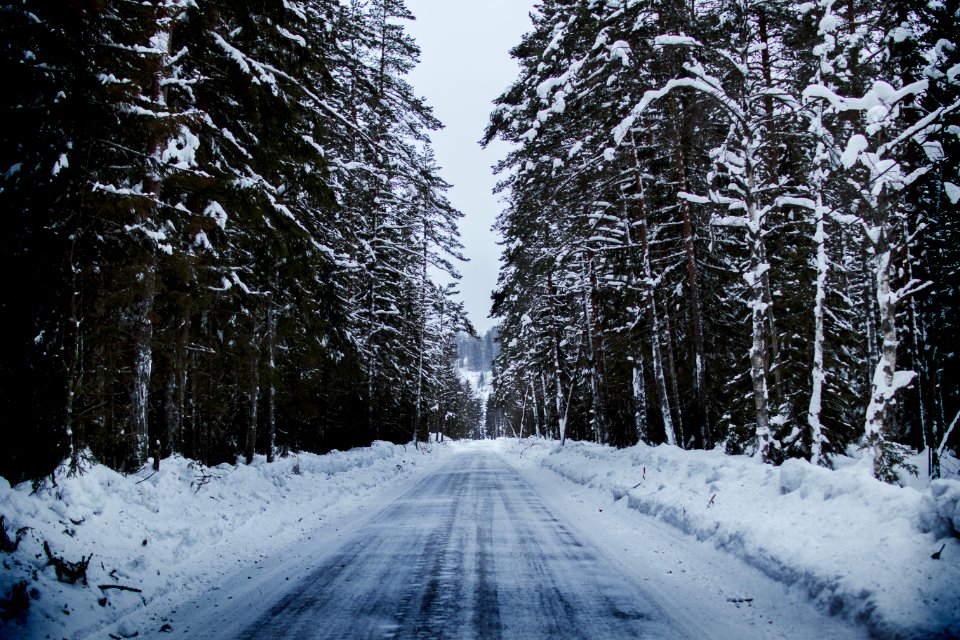 Snowy Road Between Trees