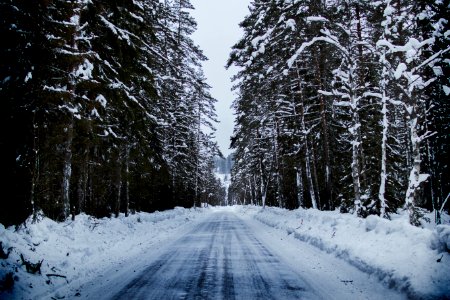 Snowy Road Between Trees photo