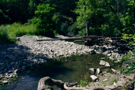 Stream Between Forest