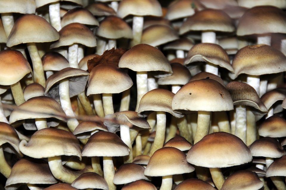 Forest screen mushrooms forest mushrooms