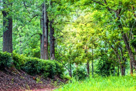 Green Leaf Trees photo