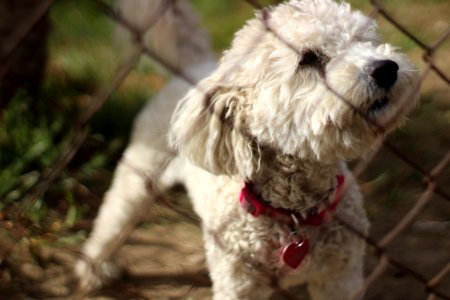 Selective Focus Photo Of Adult White Toy Poodle In Front Of Chain Link Fence photo