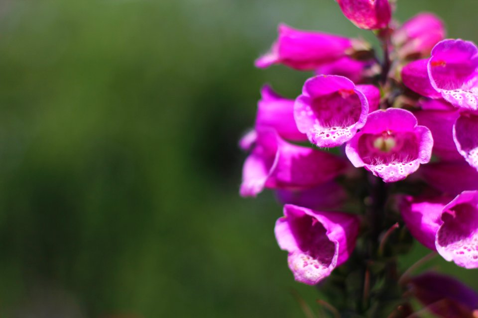 Purple Flowers